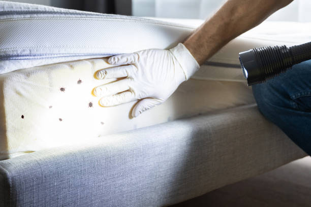 Best Local Pest Control Services  in Rio Vista, CA